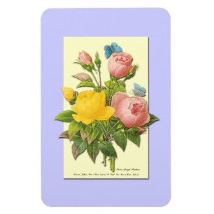 Botanisches Rosa Gelbe Rosen Magnet
