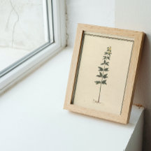 Botanisches Studienplakat