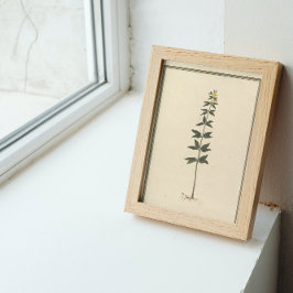 Botanisches Studienplakat Poster