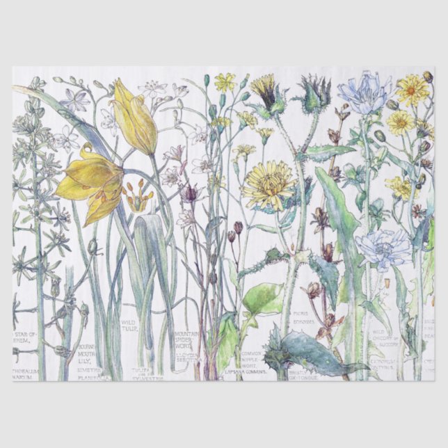 Botanisches Tulpe-Blumen-Wildblumen-Seidenpapier Seidenpapier (Vorderseite)