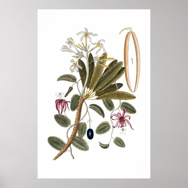 Botanisches Vanilla-Poster Poster (Vorne)