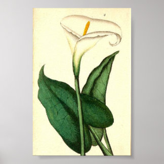 Botanisches Vintage-Blumenposter Poster