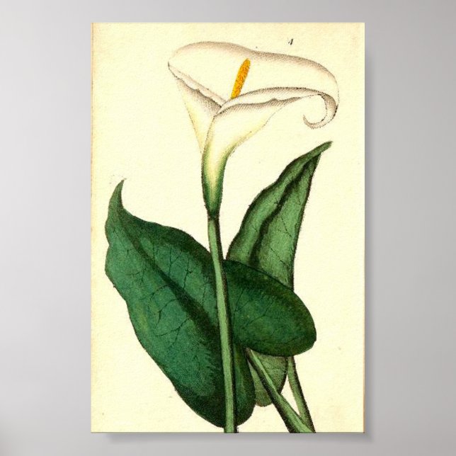 Botanisches Vintages Blume Poster (Vorne)