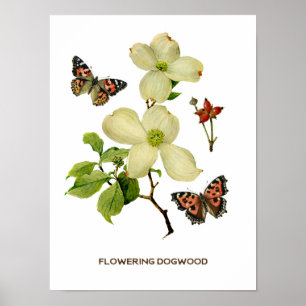 Botanisches Vintages Dogwood Poster