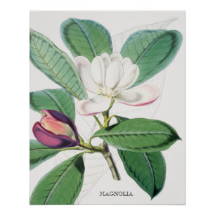 Botanisches Weißes Magnolia und grüne Blätter Poster