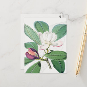 Botanisches Weißes Magnolia und grüne Blätter Postkarte