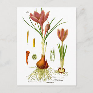 Botany Illustration Postkarte