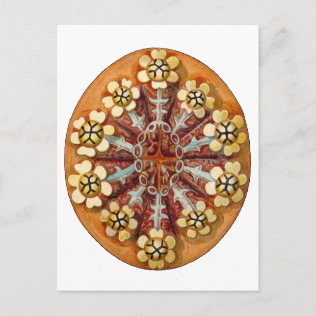 Botrylloides purpureus, Ernst Haeckel Kunst Postkarte (Vorderseite)