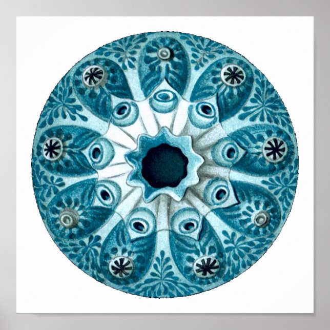 Botryllus Polycyclus Ernst Haeckel Kunstkunst Poster (Vorne)