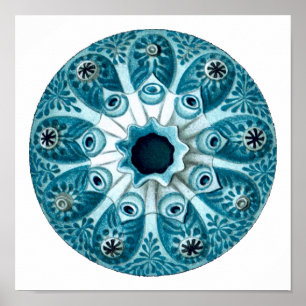 Botryllus Polycyclus Ernst Haeckel Kunstkunst Poster