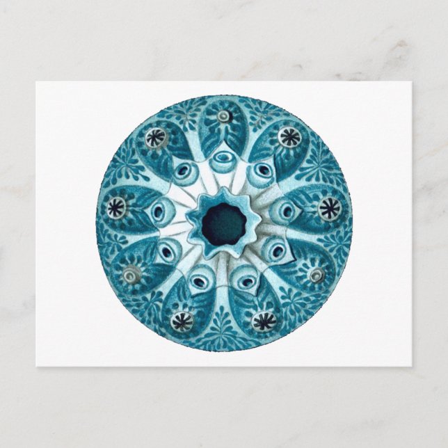 Botryllus Polycyclus Ernst Haeckel Kunstkunst Postkarte (Vorderseite)