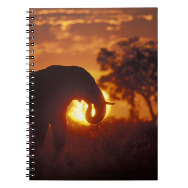 Botsuana, Chobe National Park, Bull Elephant Notizblock (Vorderseite)