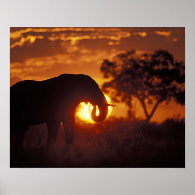 Botsuana, Chobe National Park, Bull Elephant Poster (Vorne)