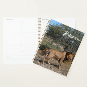 Botswana Central Kalahari Lions Savannah Planer