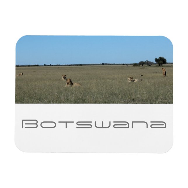 Botswana Central Kalahari Lions Savannah Travel Magnet (Horizontal)