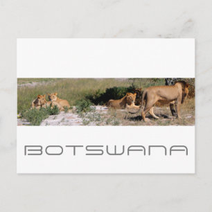 Botswana Central Kalahari Lions Savannah Travel Postkarte