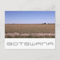 Botswana Central Kalahari Lions Savannah Travel