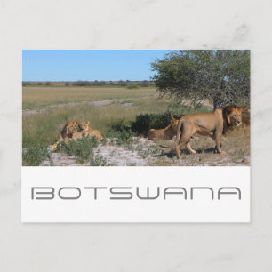 Botswana Central Kalahari Lions Savannah Travel Postkarte