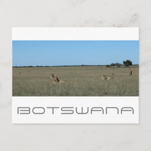 Botswana Central Kalahari Lions Savannah Travel Postkarte