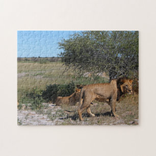 Botswana Central Kalahari Lions Savannah Travel Puzzle