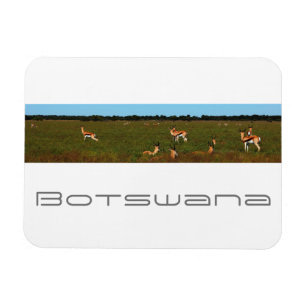 Botswana Central Kalahari Savannah Springboks Magnet