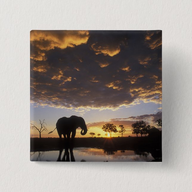 Botswana, Chobe National Park, Elephant Button (Vorderseite)