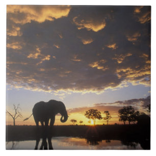 Botswana, Chobe National Park, Elephant Fliese