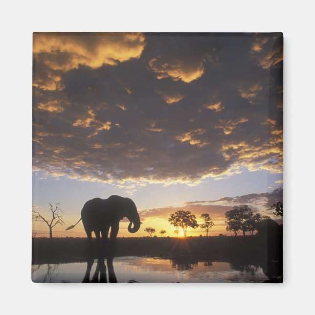 Botswana, Chobe National Park, Elephant Magnet (Vorne)