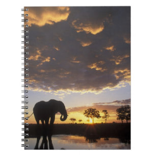 Botswana, Chobe National Park, Elephant Notizblock