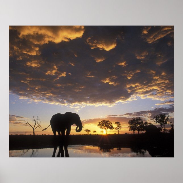 Botswana, Chobe National Park, Elephant Poster (Vorne)
