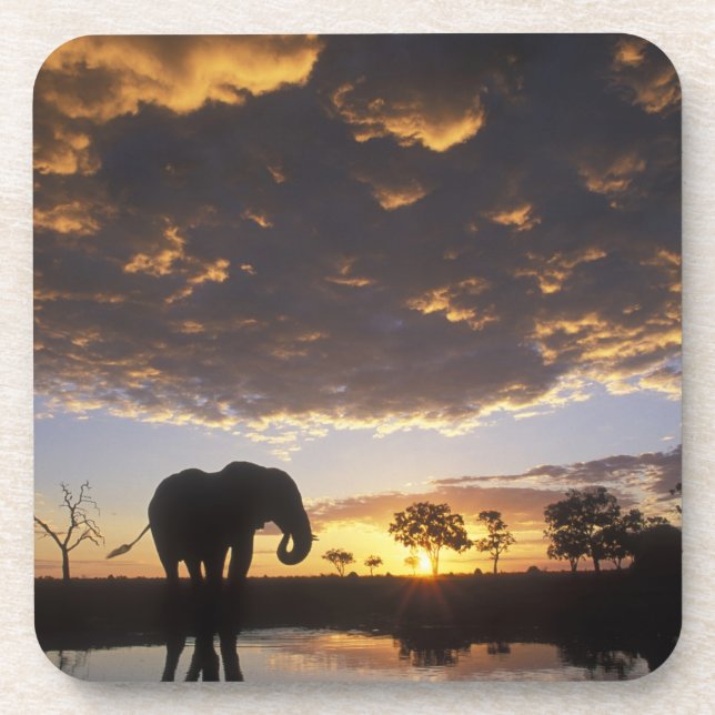 Botswana, Chobe National Park, Elephant Untersetzer (Vorderseite)