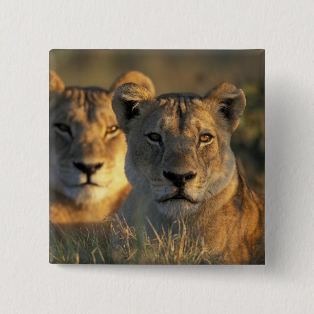 Botswana, Chobe National Park, Lionesses Button (Vorderseite)