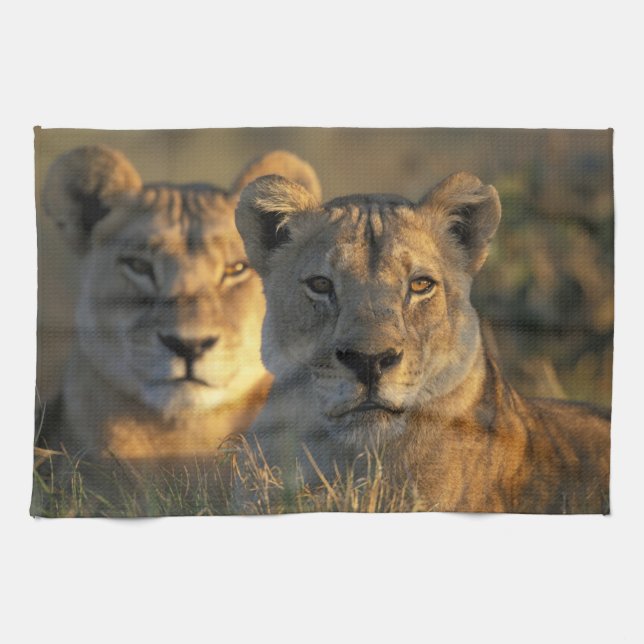 Botswana, Chobe National Park, Lionesses Handtuch (Horizontal)