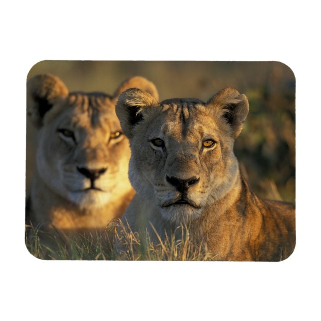 Botswana, Chobe National Park, Lionesses Magnet (Horizontal)