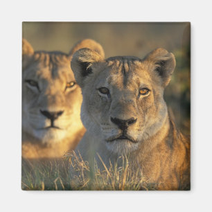 Botswana, Chobe National Park, Lionesses Magnet