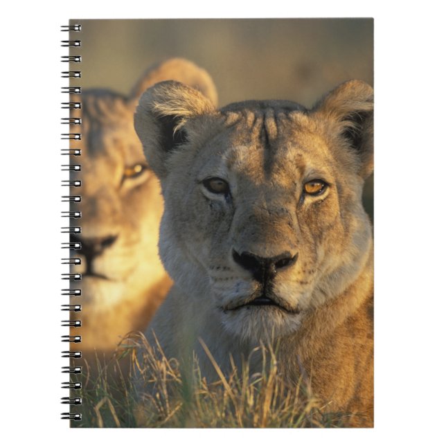 Botswana, Chobe National Park, Lionesses Notizblock (Vorderseite)
