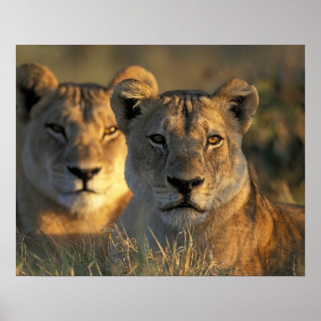 Botswana, Chobe National Park, Lionesses Poster (Vorne)