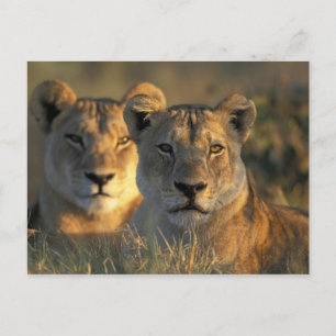 Botswana, Chobe National Park, Lionesses Postkarte
