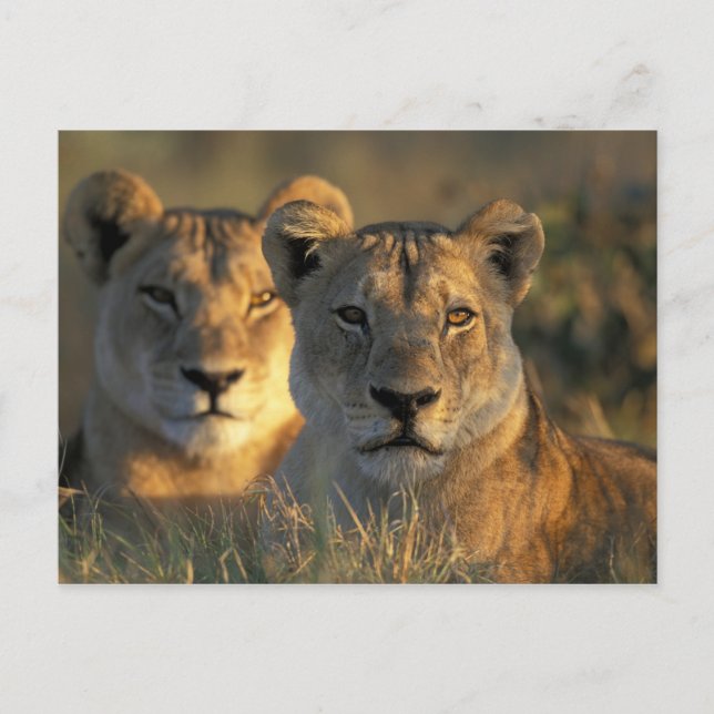 Botswana, Chobe National Park, Lionesses Postkarte (Vorderseite)