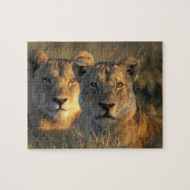 Botswana, Chobe National Park, Lionesses Puzzle (Horizontal)