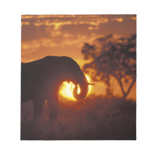 Botswana, Chobe-Nationalpark, Bullelefant Notizblock