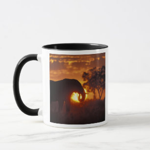 Botswana, Chobe-Nationalpark, Bullen-Elefant Tasse