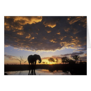 Botswana, Chobe-Nationalpark, Elefant
