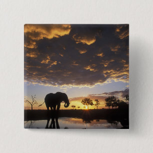 Botswana, Chobe-Nationalpark, Elefant Button