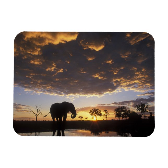 Botswana, Chobe-Nationalpark, Elefant Magnet (Horizontal)