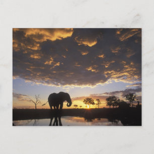 Botswana, Chobe Nationalpark, Elefant Postkarte