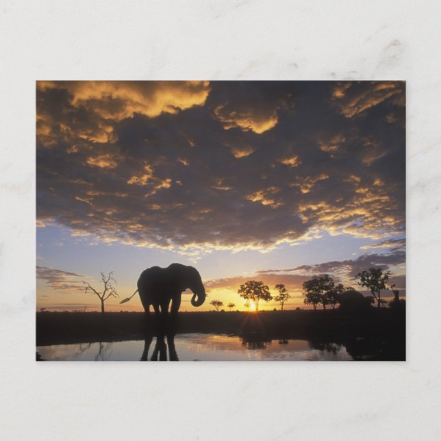 Botswana, Chobe Nationalpark, Elefant Postkarte (Vorderseite)