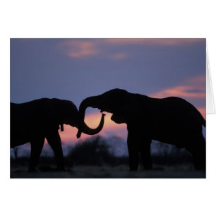 Botswana, Chobe-Nationalpark, Elefanten