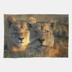 Botswana, Chobe-Nationalpark, Löwinnen Handtuch