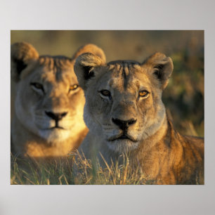 Botswana, Chobe-Nationalpark, Löwinnen Poster